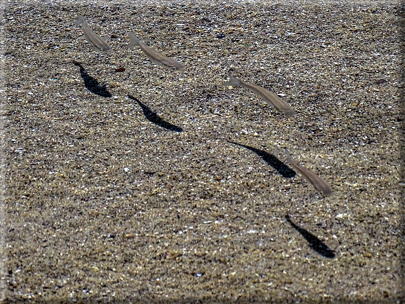 foto Spiagge a Santa Teresa di Gallura